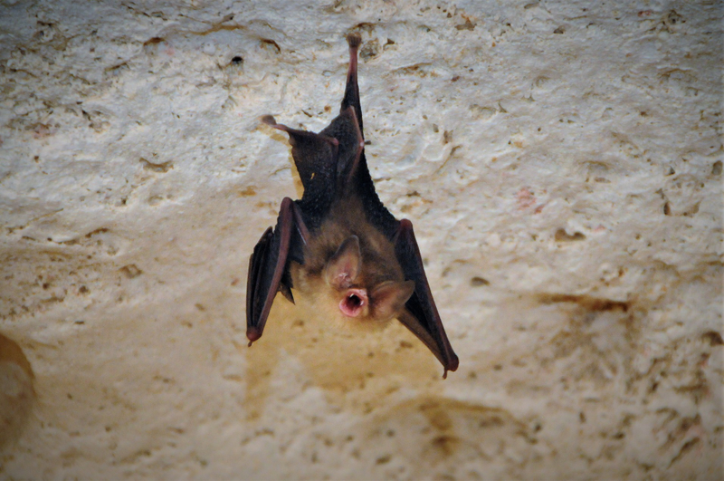 Cuban greater funnel-eared bat.